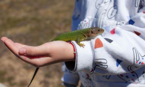 exotus serpenti
