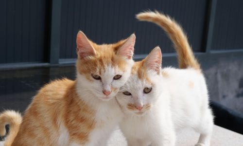 Dieren